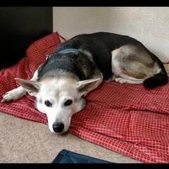 人懐っこい雑種犬の里親募集