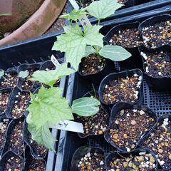 野菜の苗 (1本30円)(※ﾅｽ、ﾋﾟｰﾏﾝ、ｷｭｳﾘ、ﾏｸﾜｳﾘ、ｼｼﾄｳ、ｵｸﾗ、ﾄｳﾓﾛｺｼ、ﾂﾙｱﾘｲﾝｹﾞﾝ、ｺﾞｰﾔ、ﾍﾁﾏ)を買ってください。（※ｺﾞｰﾔ、ﾍﾁﾏは1本50円です。）の画像