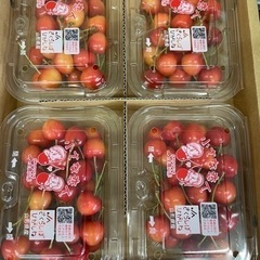 山形県産　さくらんぼ　大将錦