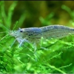 ミナミヌマエビ10匹➕おまけの画像