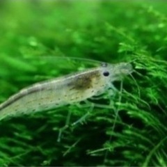 ミナミヌマエビ10匹➕おまけ