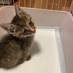 子猫　里親再募集【決まりました】
