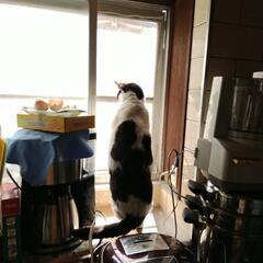 黒白猫オス失踪中