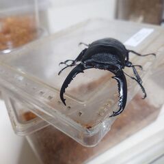 ♂単パラワンオオヒラタ🤓