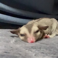 フクロモモンガオス