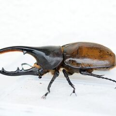 【無料(0円)でお譲りします】　ヘラクレスオオカブト【【亜種】】　新成虫ペア（その5）の画像