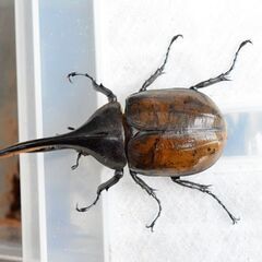 【無料(0円)でお譲りします】　ヘラクレスオオカブト【【亜種】】　新成虫ペア（その5）の画像