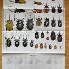 【無料(0円)でお譲りします】　ヘラクレスオオカブト【【亜種】】　新成虫ペア（その5）の画像