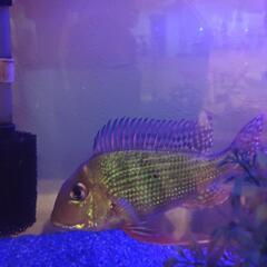 ゲオファーガス　淡水魚　熱帯魚