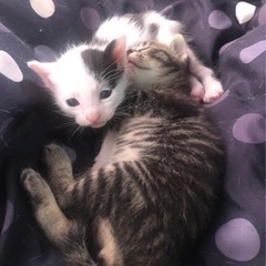 子猫の画像