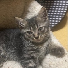 可愛い子猫達の里親さん募集