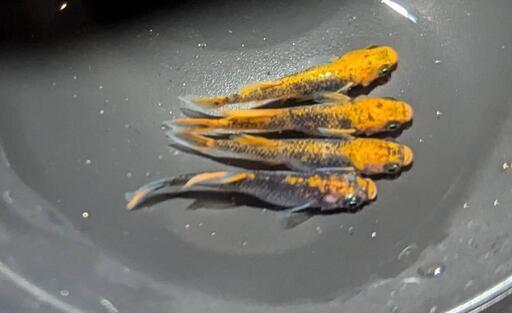 【お取引中】紅薊（光体型）  2ペア＋♀2匹計６匹   b-1※必ず説明文をお読みください。