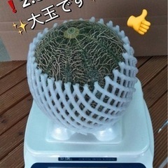 ✨売り切れました！2キロ越え大玉メロン❗️草津メロン アムスメロン 青肉 2.3キロ 大玉メロンの画像