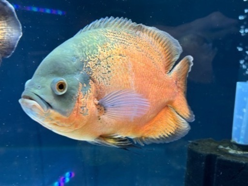 レッドオスカー(熱帯魚)