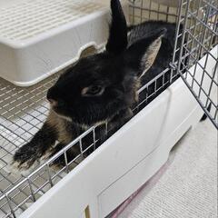 うさぎ(ネザーランドドワーフ)の♂です