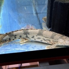 エンドリケリー(熱帯魚)