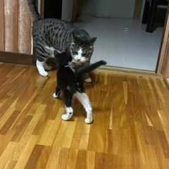 ハチワレ、おてんばガール👧🏻サンちゃん − 東京都