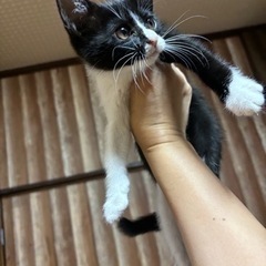 ハチワレ、おてんばガール👧🏻サンちゃん - 里親募集