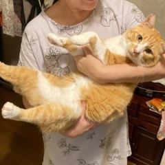 人懐っこすぎて寂しがりやなでっかい茶白ボスくん