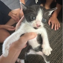 4匹決まってしまいした。子猫と親猫の里親募集です！