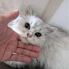 スコティッシュペルシャ♀ 10ヶ月