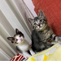 3ヶ月の遊ぶのが大好きな兄弟✦
