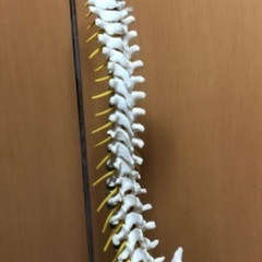 骨模型