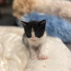 【野良猫】生後1ヶ月くらい