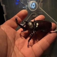 【道央産】クワガタ・カブトムシ　灯火採集の画像