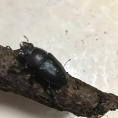 ノコギリクワガタ　　　の画像