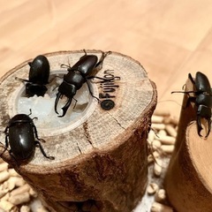 【値下げ中】コクワガタ♂♀ 6匹セット