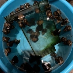 タニシ