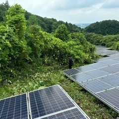 ご協力ありがとうございました‼️桜川市　伐採業務　木の伐採　手伝い　4名募集します。の画像