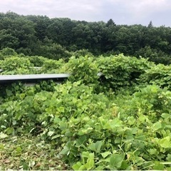 宇都宮下小倉　草刈り作業員募集　一名の画像