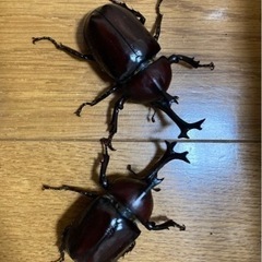 【完売】カブトムシ♂のみ　　¥400 の画像
