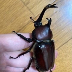 【完売】カブトムシ♂のみ　　¥400 