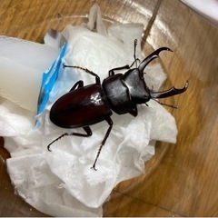 トカラコクワガタ　♂単