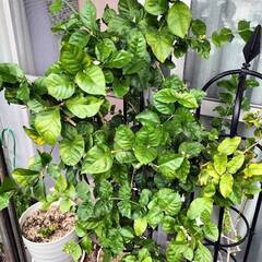 ジャスミン 茉莉花（マツリカ）鉢植え