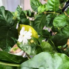ジャスミン 茉莉花（マツリカ）鉢植えの画像