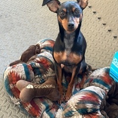 犬