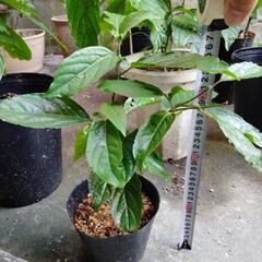 イランイラン　苗木　苗　5号ポット　観葉植物　レアプラント　香水...