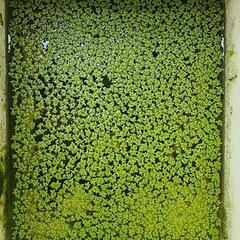 浮き草、水草