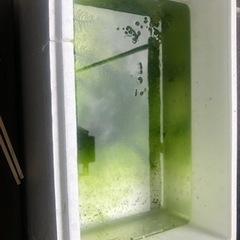 メダカの稚魚　40〜50匹くらいの画像