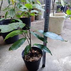 イランイラン苗木苗観葉植物8号ポットレアプラント香水の原料