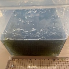 水草 ウィローモス 72gの画像