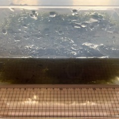 水草 ウィローモス 72gの画像