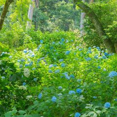 家族撮影、承ります(^^)/