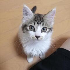 【決まりました】多数のお問い合わせでご返答出来なかった方すいません　