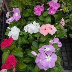 夏のお花セットの画像
