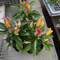 夏のお花セットの画像